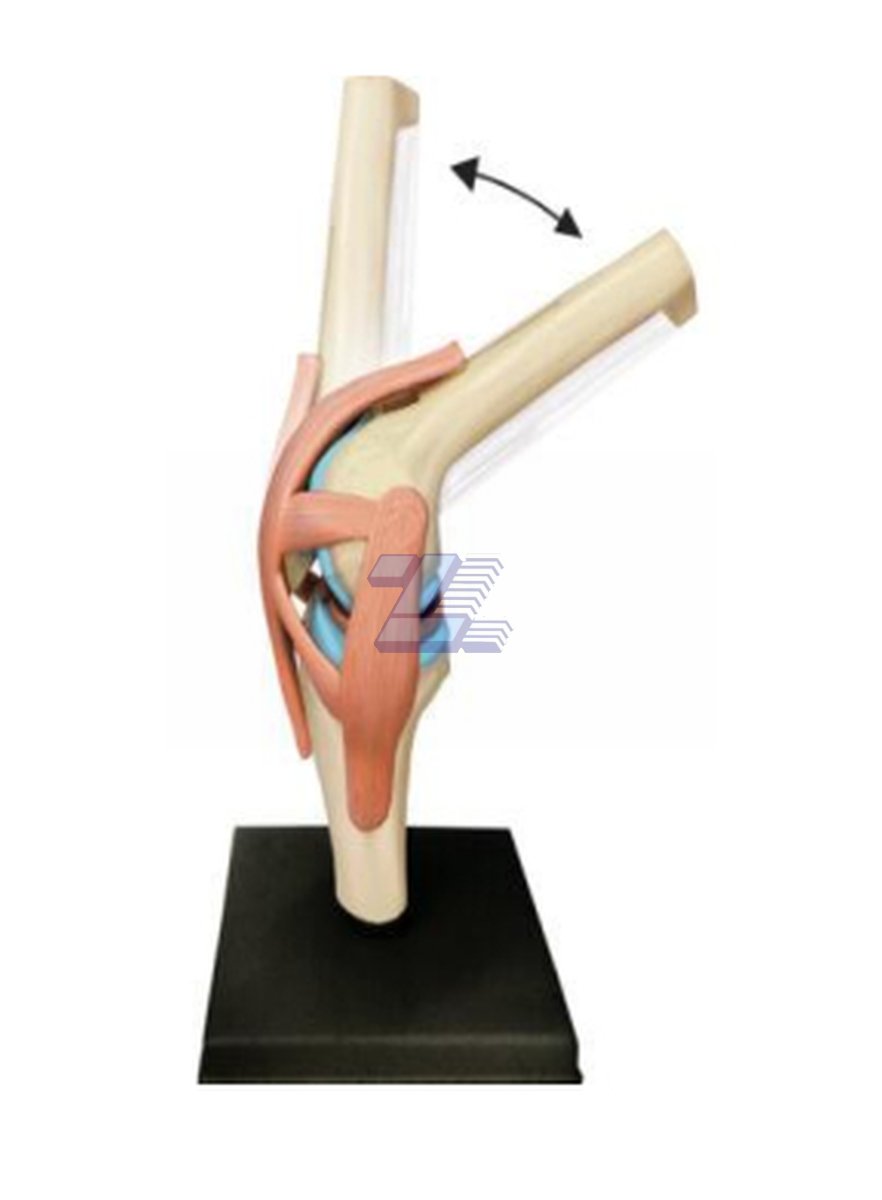 Modelo Rodilla Humana - Imagen 2