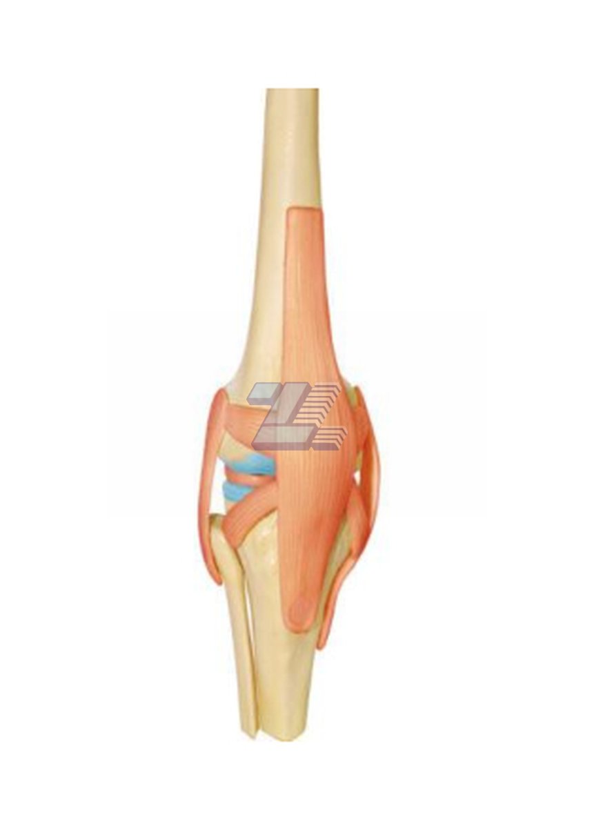 Modelo Rodilla Humana - Imagen 4