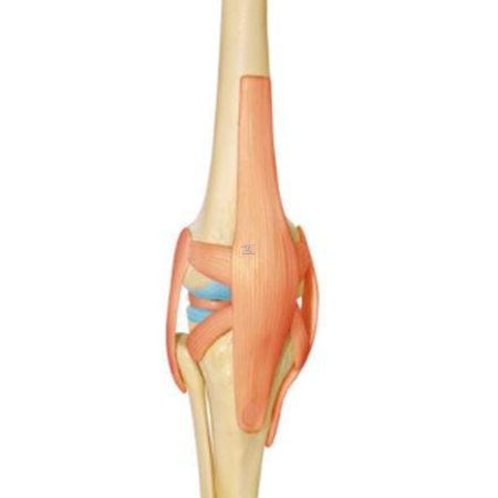Modelo Rodilla Humana