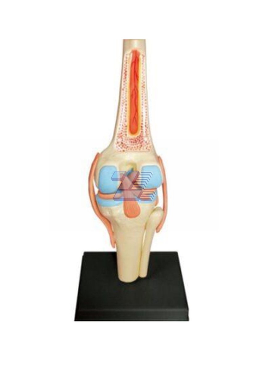 Modelo Rodilla Humana - Imagen 5