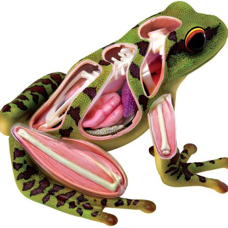 Modelo anatómico de rana