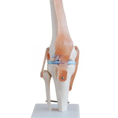 Modelo Rodilla Humana