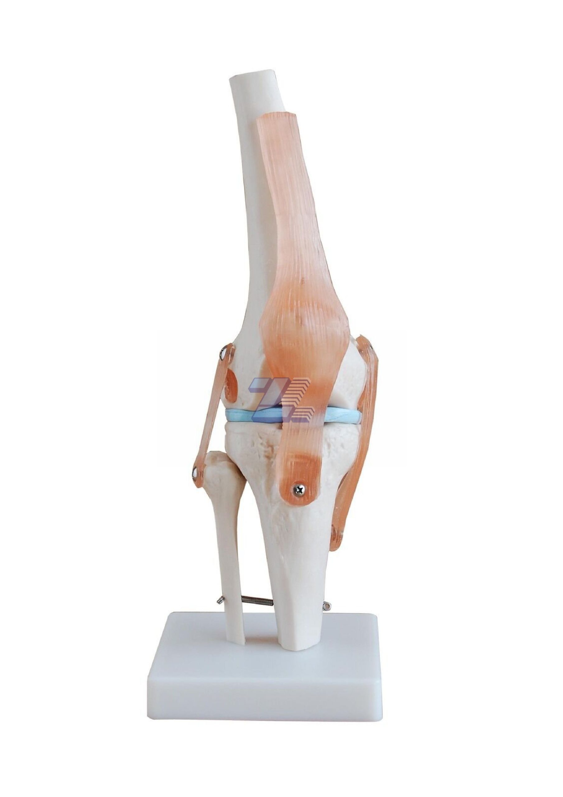 Modelo Rodilla Humana