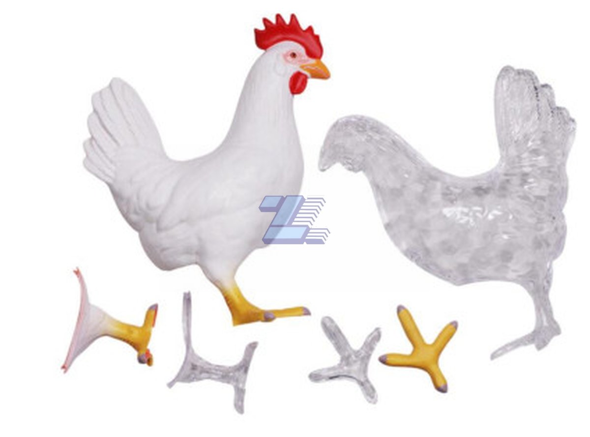 Modelo anatómico de gallina - Imagen 3