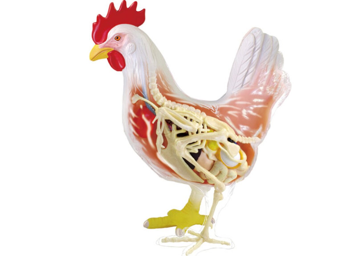 Modelo anatómico de gallina