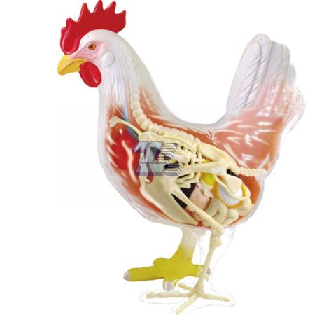 Modelo anatómico de gallina