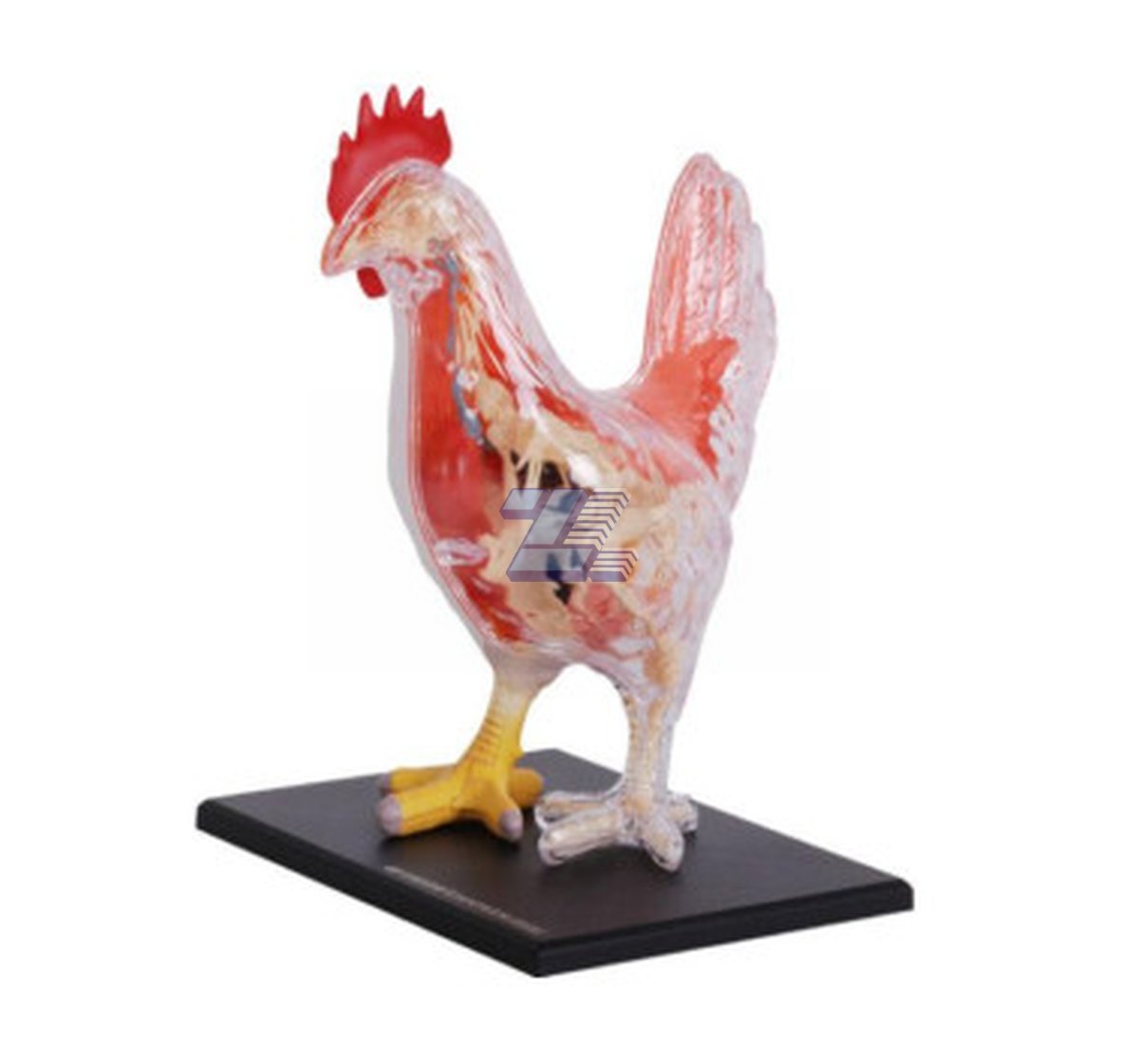 Modelo anatómico de gallina - Imagen 4