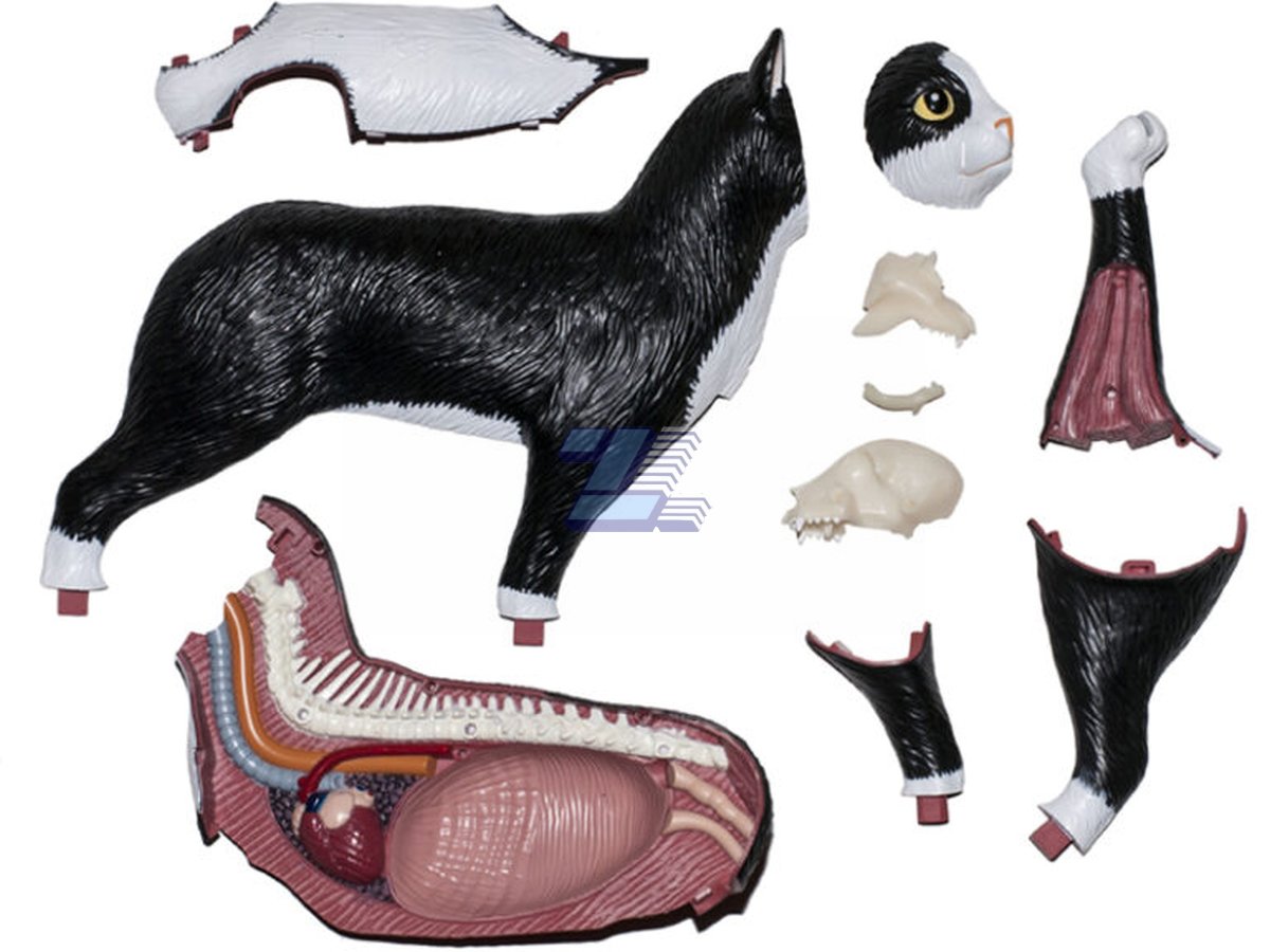 Modelo anatómico de gato - Imagen 3