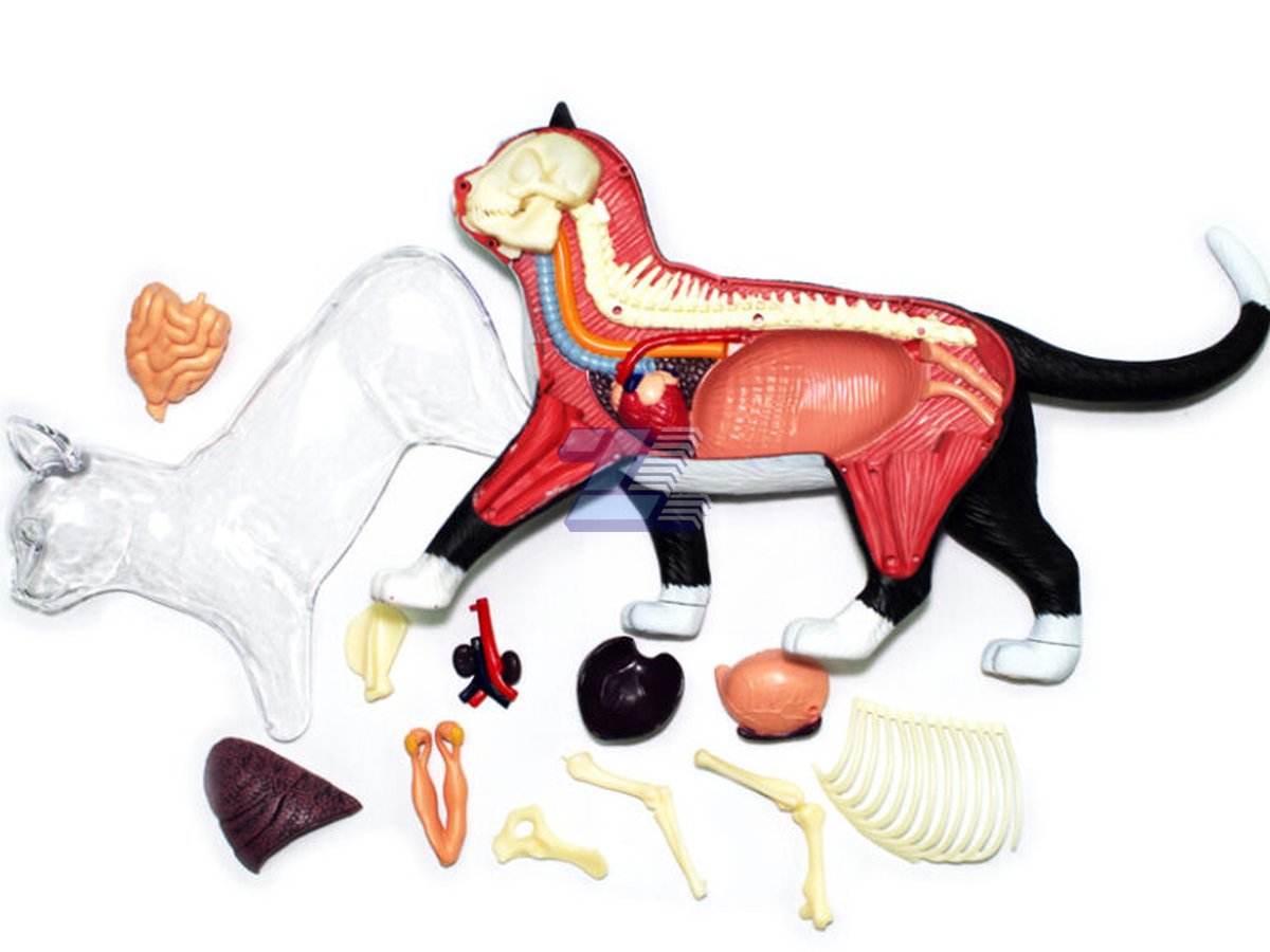 Modelo anatómico de gato - Imagen 4