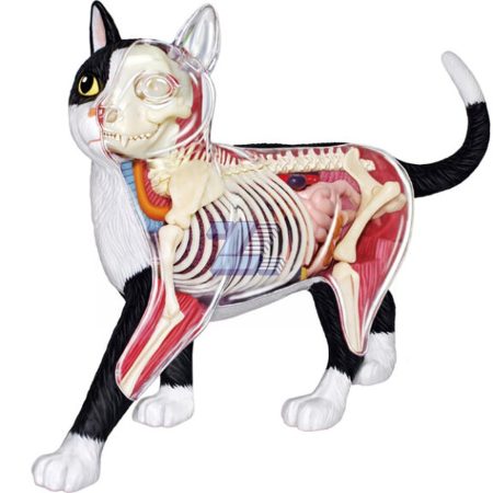 Modelo anatómico de gato