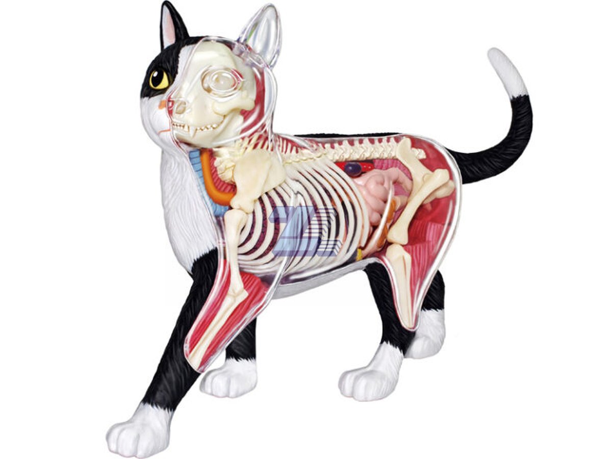 Modelo anatómico de gato