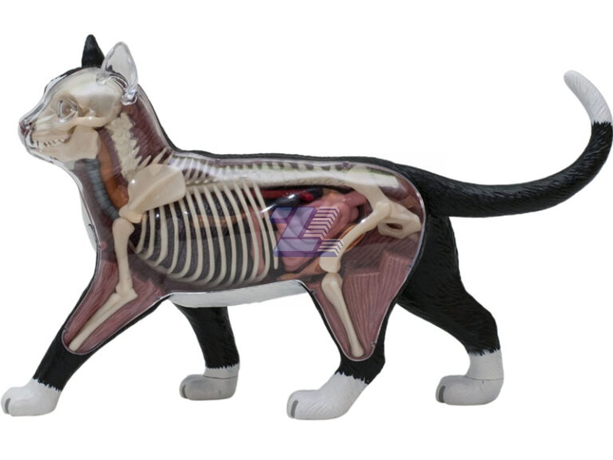 Modelo anatómico de gato - Imagen 2