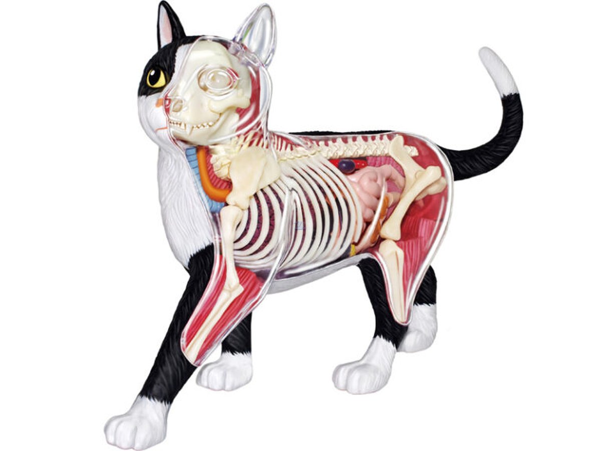 Modelo anatómico de gato