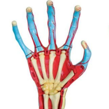 Modelo de anatomía de mano