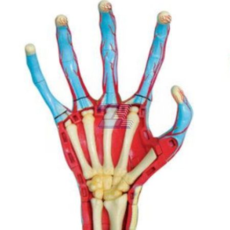 Modelo de anatomía de mano