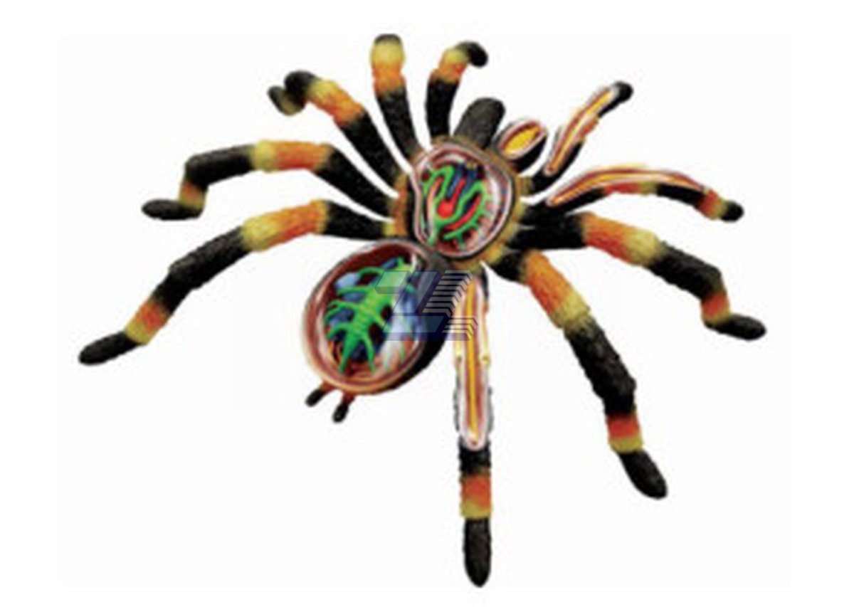 Modelo de anatomía de araña tarántula - Imagen 3