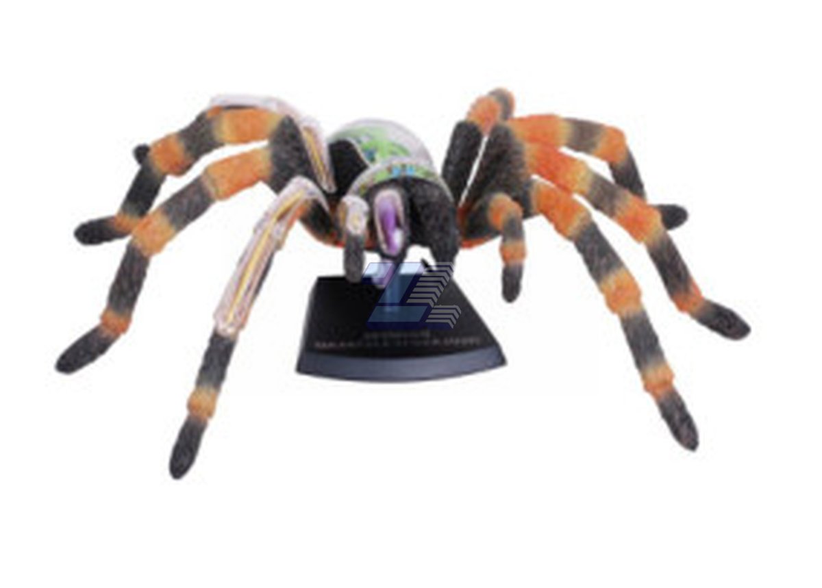 Modelo de anatomía de araña tarántula - Imagen 4