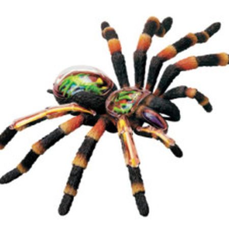 Modelo de anatomía de araña tarántula