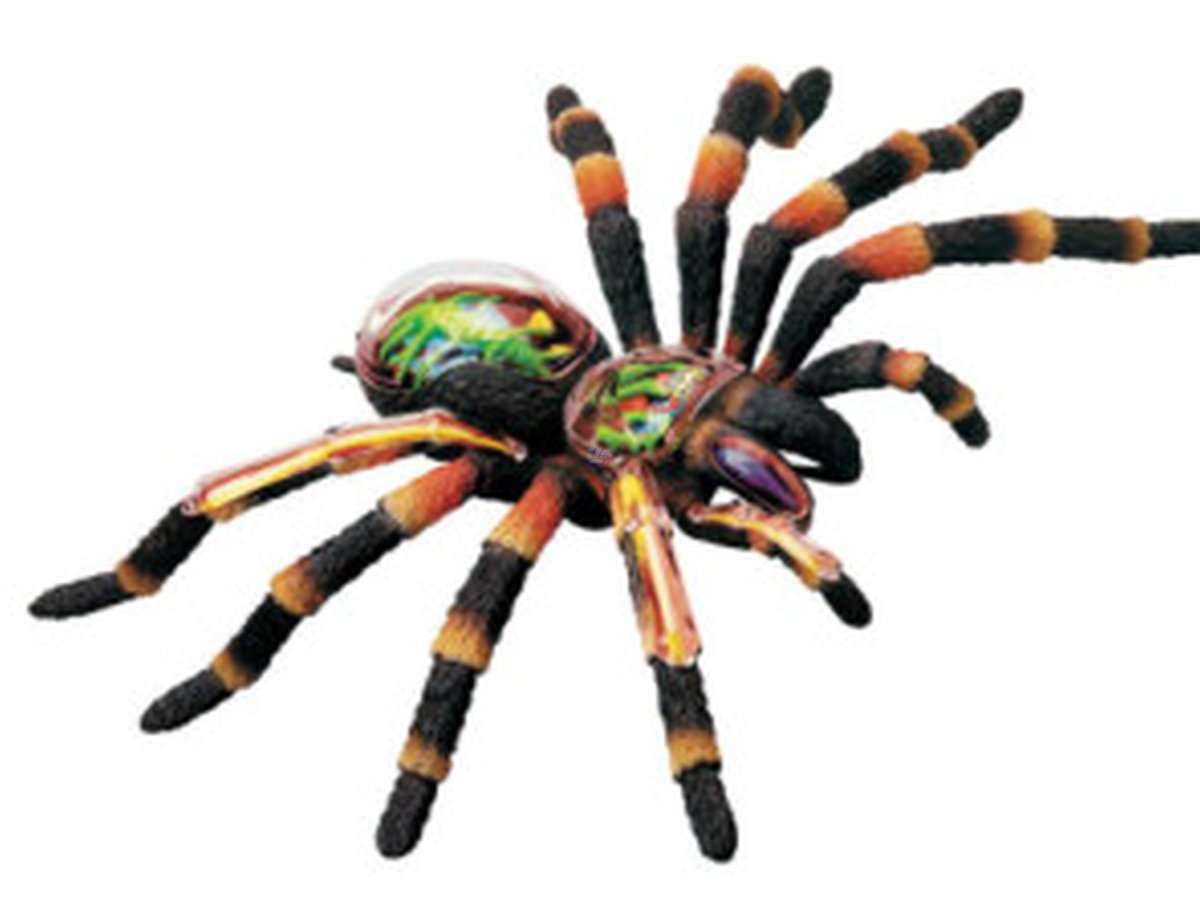 Modelo de anatomía de araña tarántula