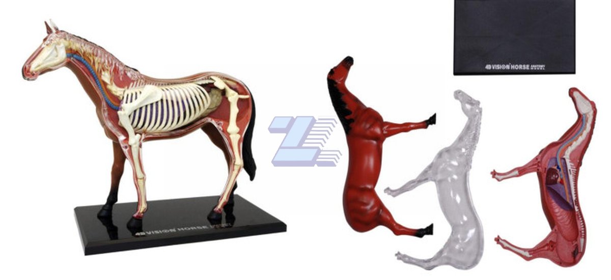Modelo de anatomía de caballo - Imagen 2