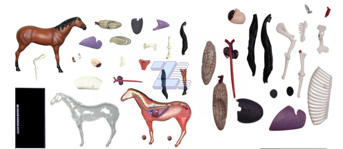 Modelo de anatomía de caballo - Imagen 3