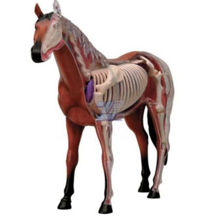 Modelo de anatomía de caballo