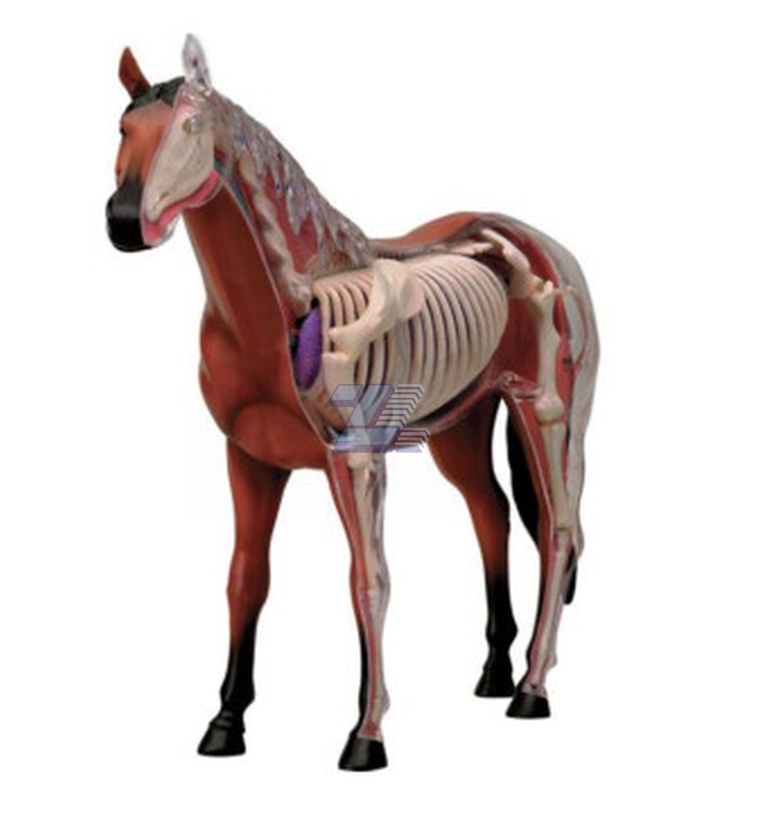Modelo de anatomía de caballo