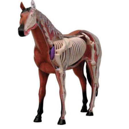Modelo de anatomía de caballo