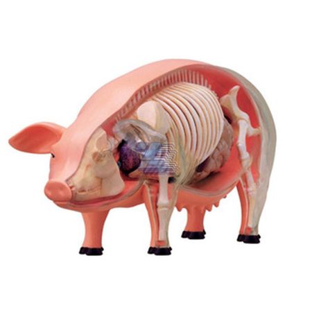 Modelo de anatomía de cerdo
