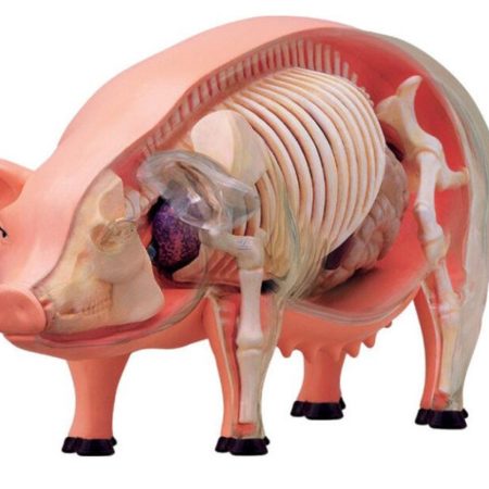Modelo de anatomía de cerdo