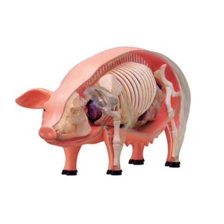 Modelo de anatomía de cerdo