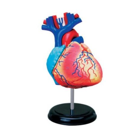 Modelo de anatomía de corazón humano