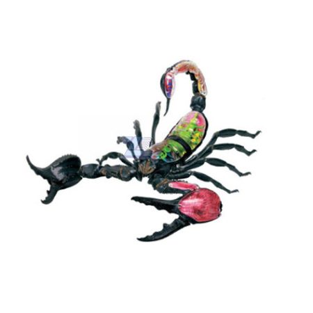 Modelo de anatomía de escorpión