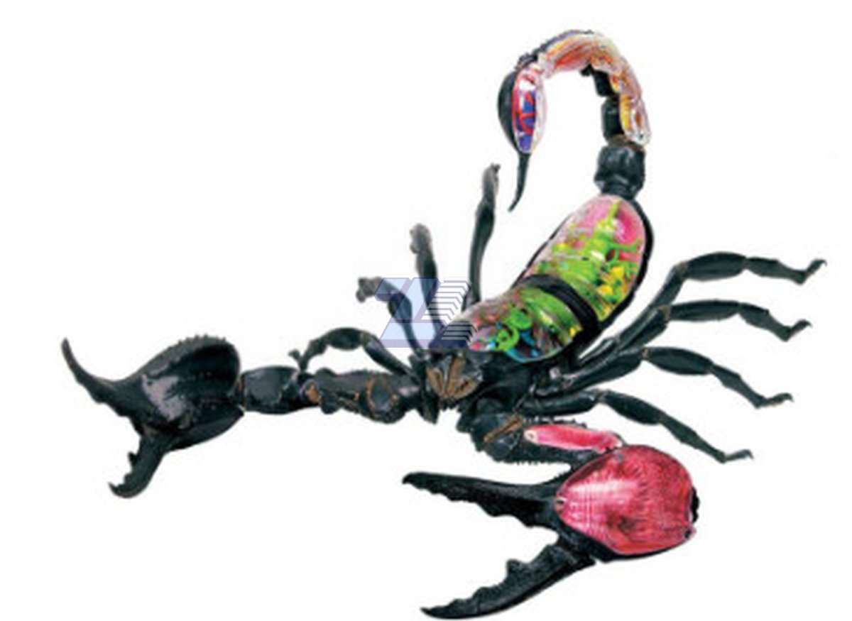 Modelo de anatomía de escorpión - Imagen 5