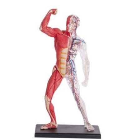 Modelo de anatomía de músculos y esqueleto compuesto de 64 partes