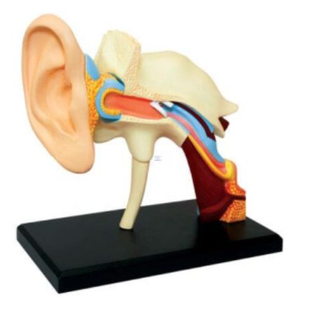 Modelo de anatomía del oído