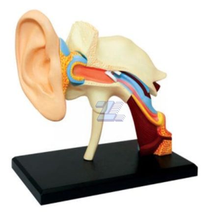 Modelo de anatomía del oído