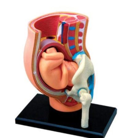 Modelo de pelvis de embarazo
