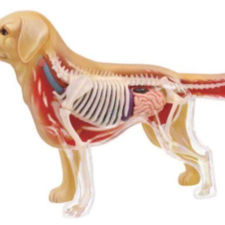 Modelo anatomía de golden retriever