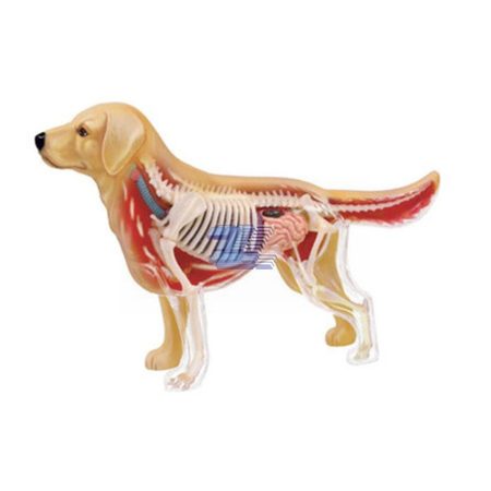 Modelo anatomía de golden retriever