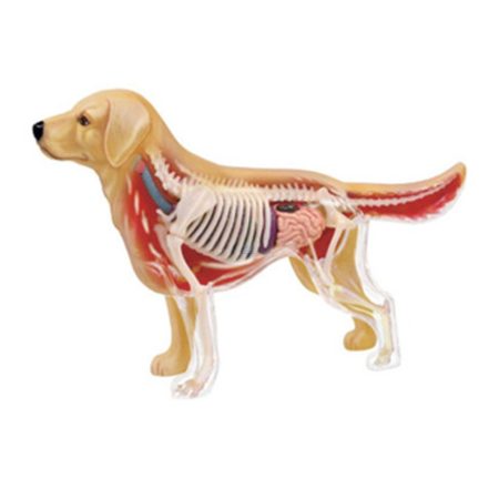 Modelo anatomía de golden retriever