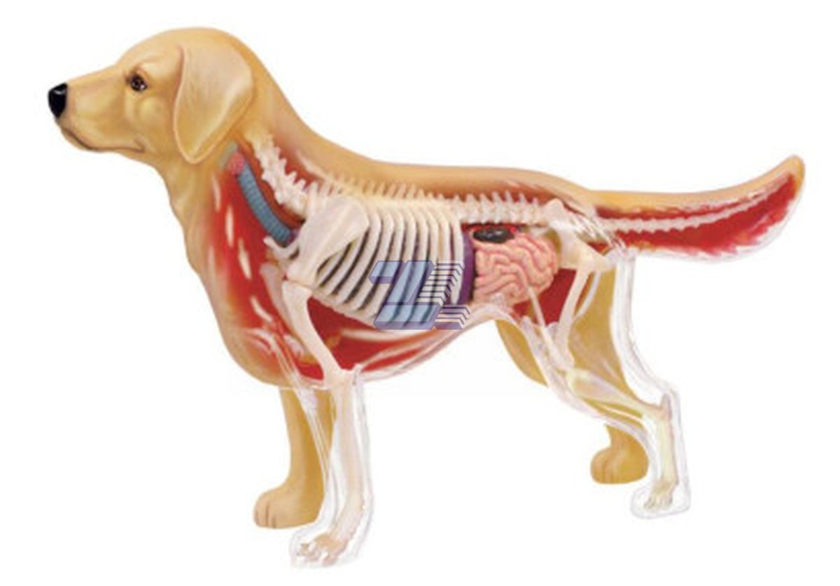 Modelo anatomía de golden retriever - Imagen 4