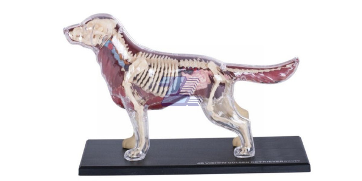 Modelo anatomía de golden retriever - Imagen 3
