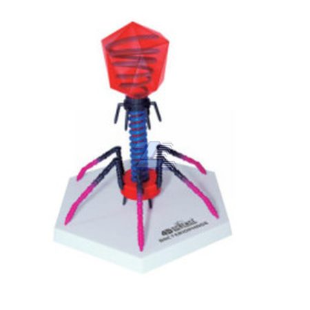 Modelo de bacteriófago