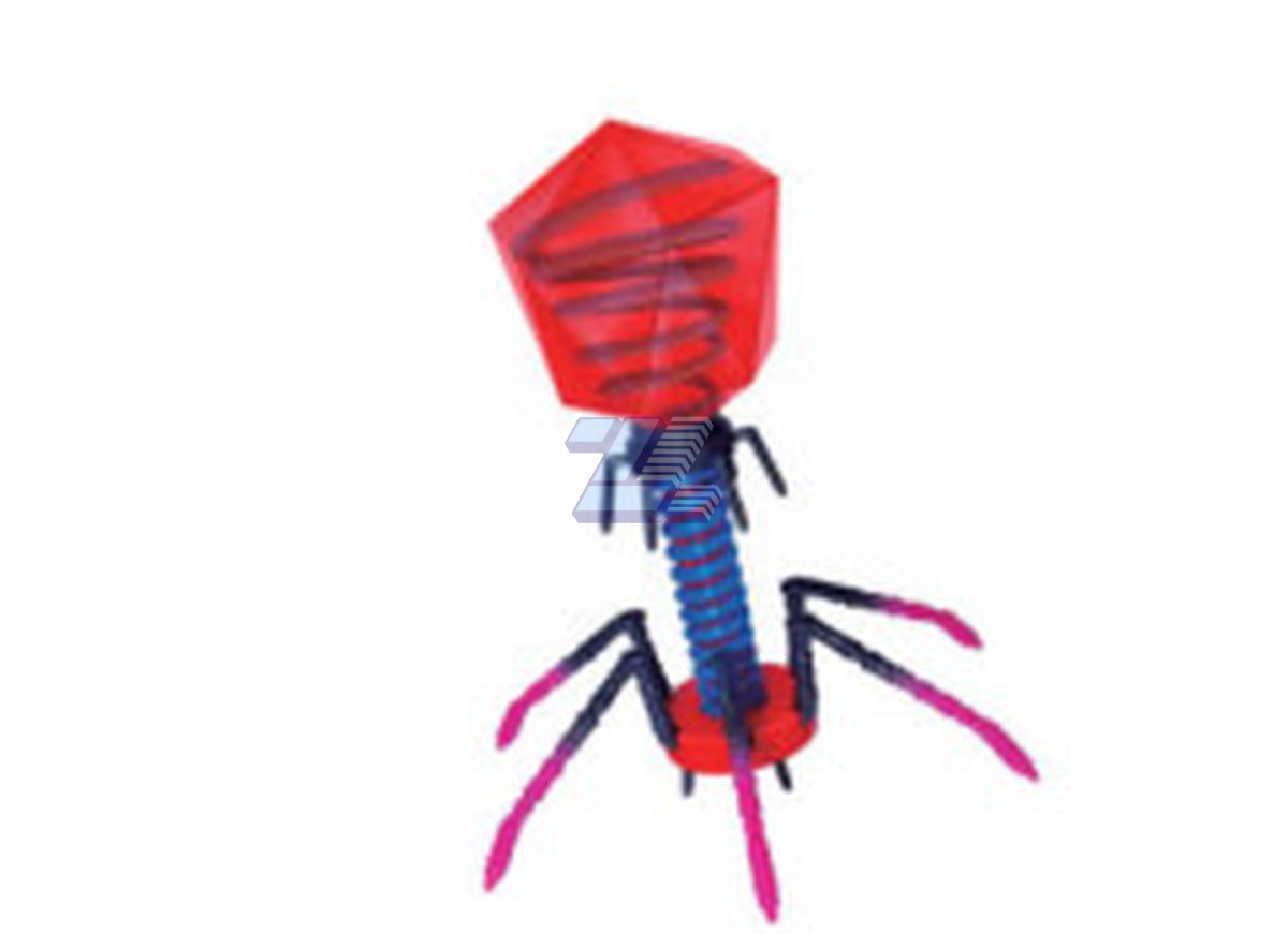 Modelo de bacteriófago - Imagen 3