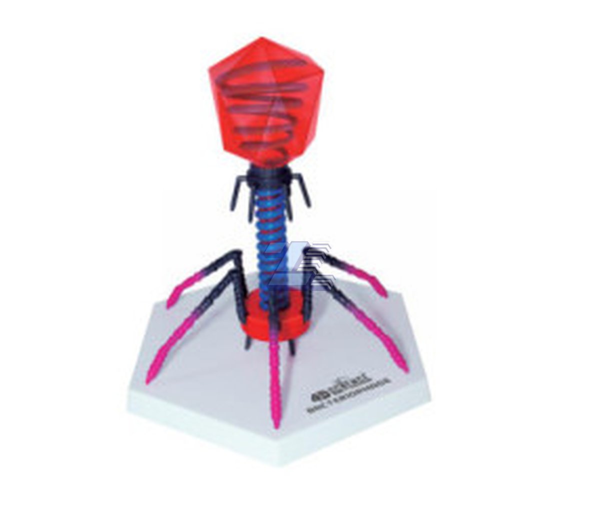 Modelo de bacteriófago