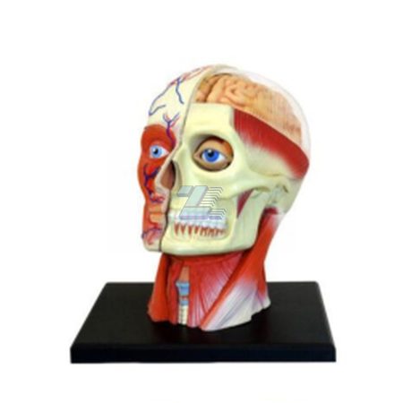 Modelo de anatomía de cabeza humana