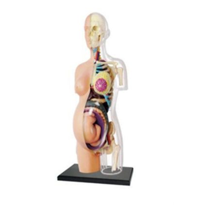 Modelo de anatomía de torso de embarazo semi-transparente de 8″ 1: 6