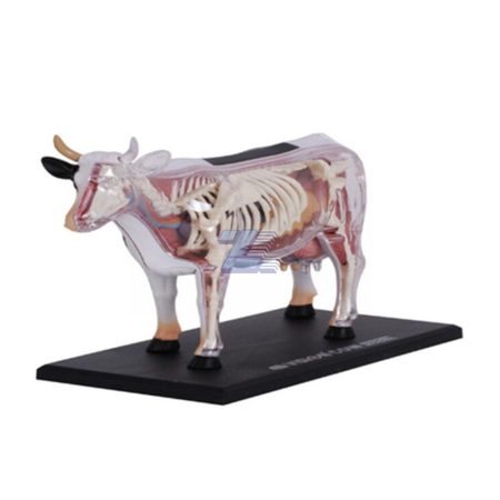 Modelo de anatomía de vaca