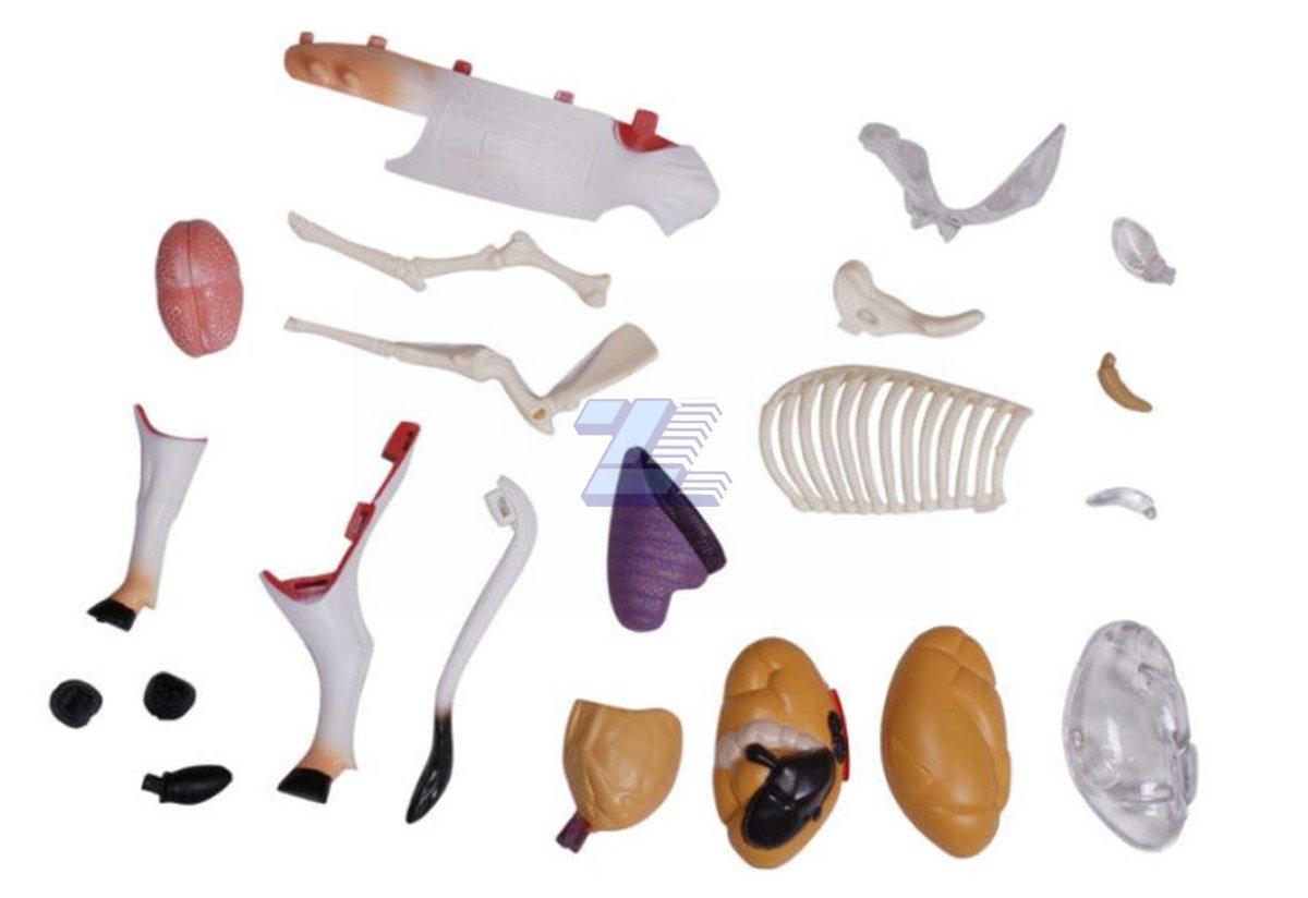 Modelo de anatomía de vaca - Imagen 2
